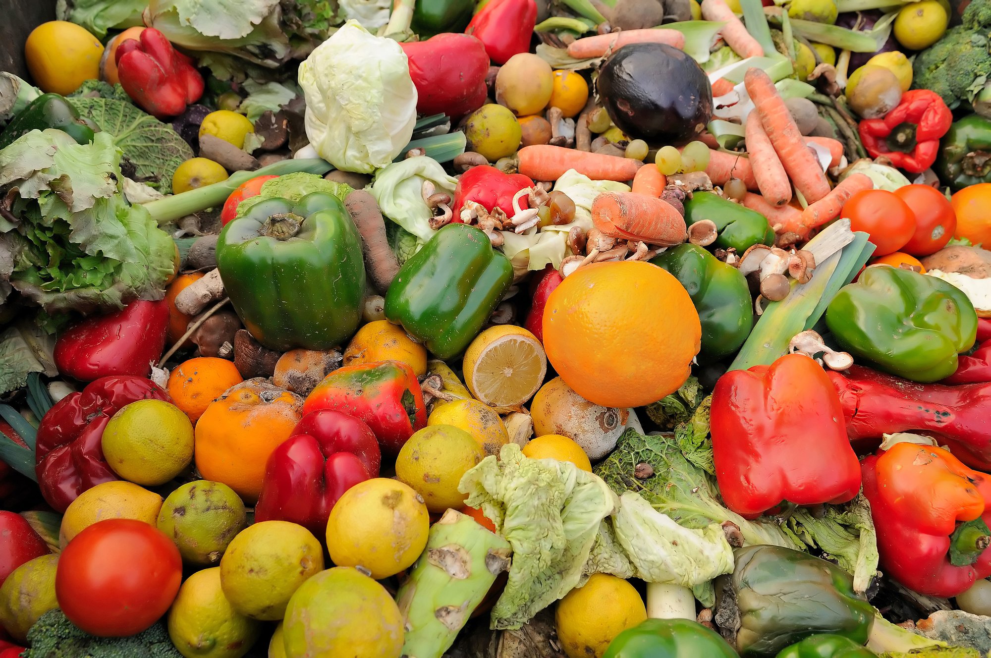 Greenport West-Holland launches Fieldlab against food waste